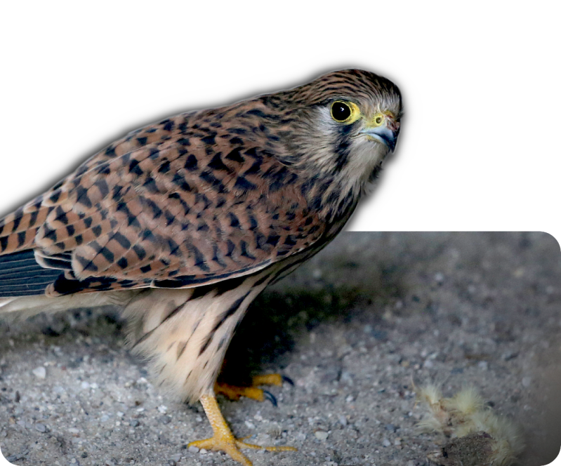 Europäischer Turmfalke