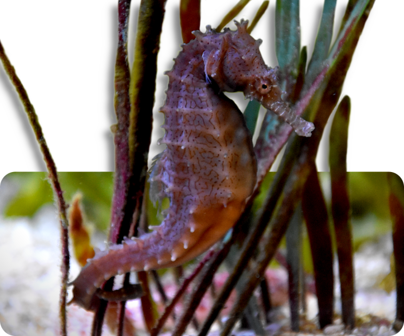 Kurzschnäuziges Seepferdchen