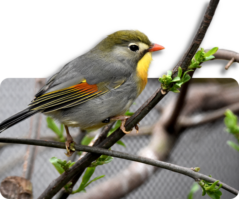 Rotschnabel-Sonnenvogel