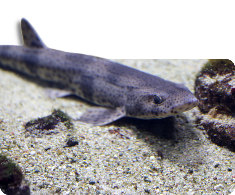 Kleingefleckter Katzenhai