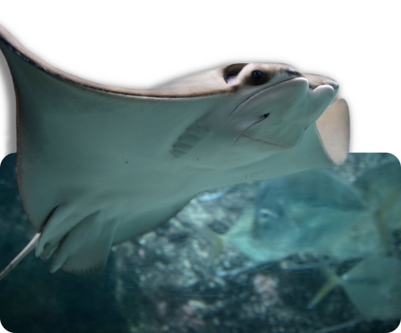 Atlantischer Kuhnasenrochen