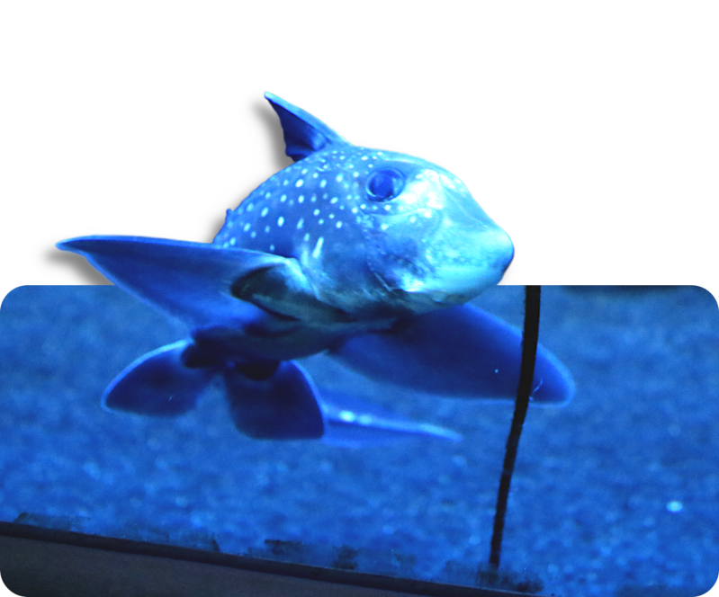 Gefleckte Pazifische Chimäre