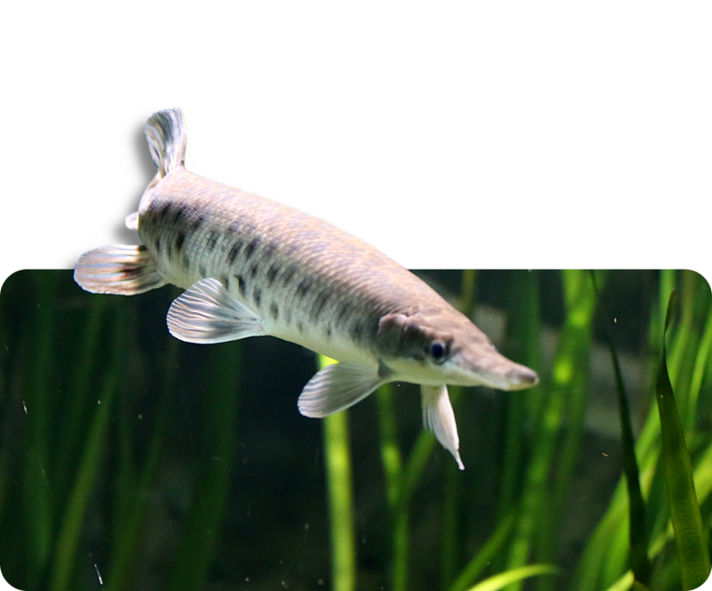 Gefleckter Knochenhecht