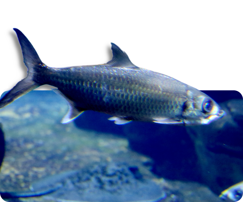 Indopazifischer Tarpun