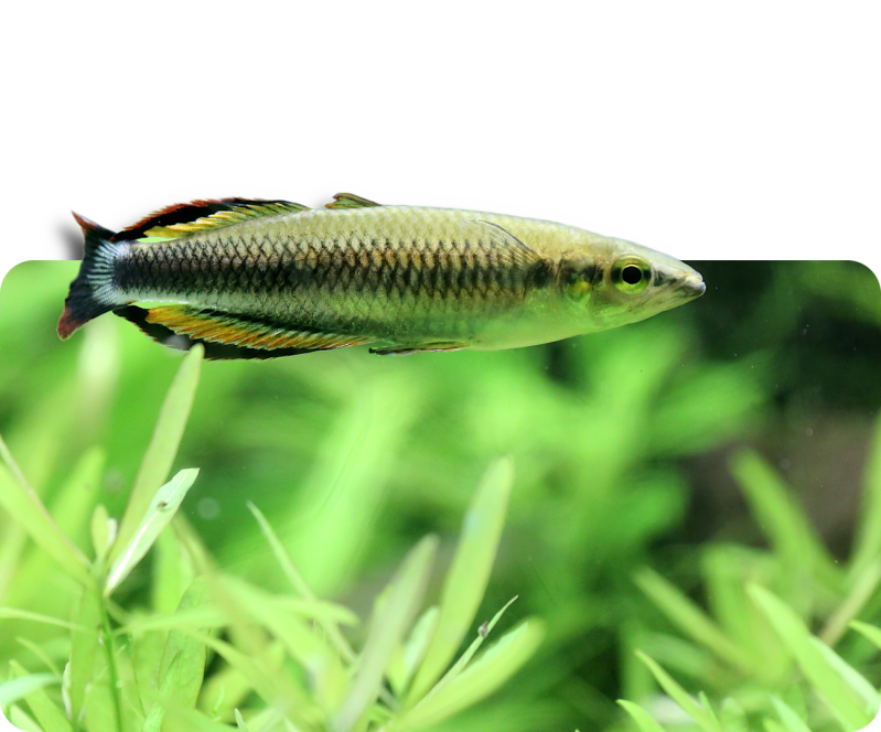 Rotschwanz-Ährenfisch