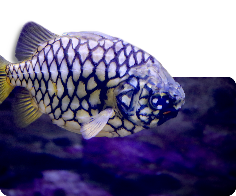 Australischer Tannenzapfenfisch