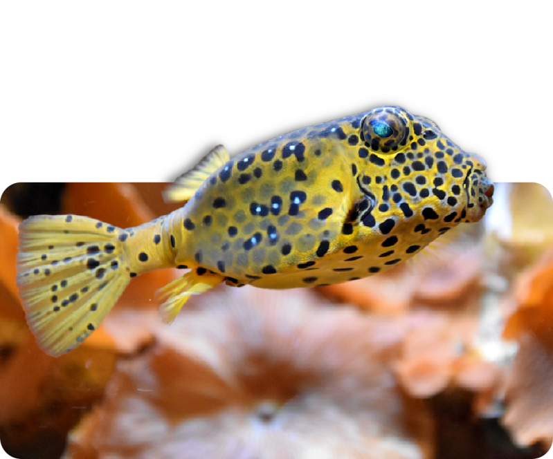 Gelbbrauner Kofferfisch