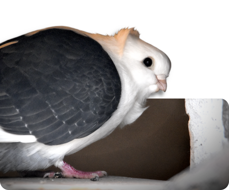 Altdeutsches Mövchen