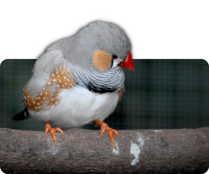 Zebrafink (Zuchtformen)