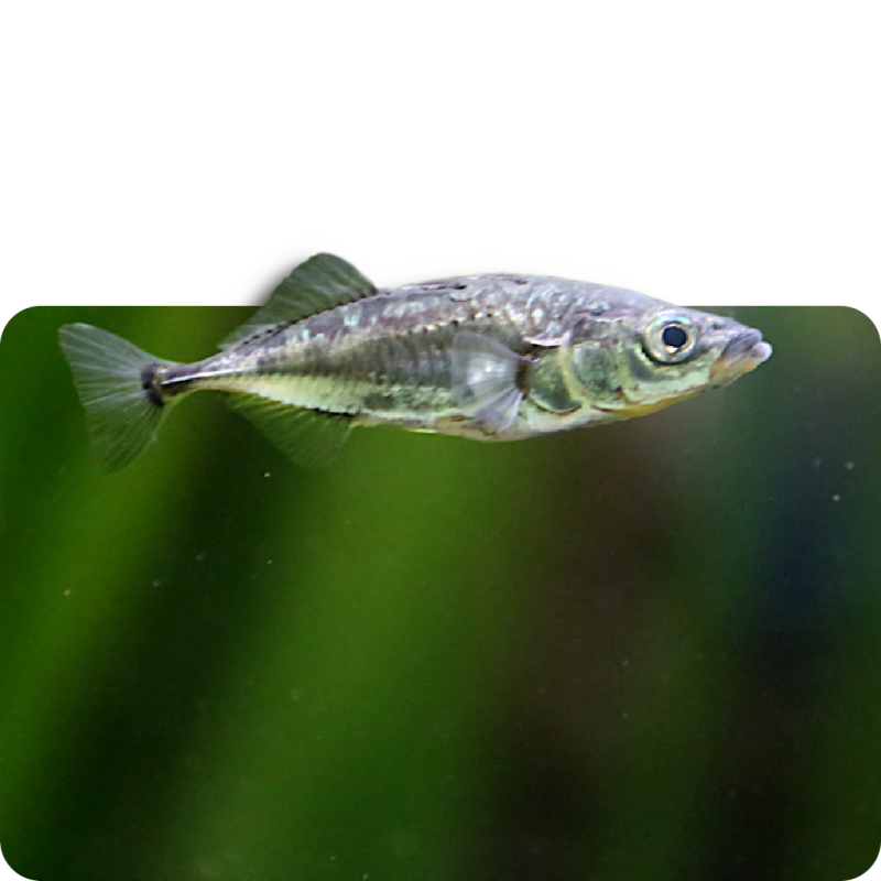 Dreistachliger Stichling