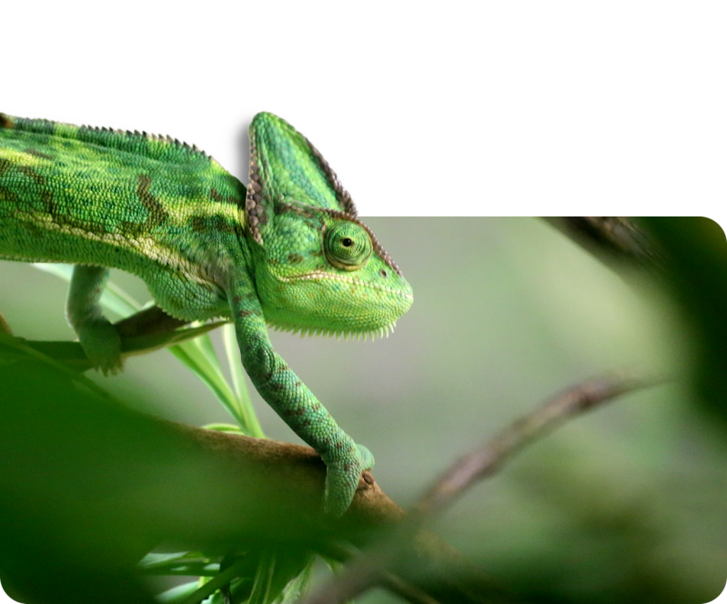 Jemenchamäleon