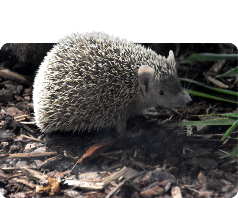Kleiner Igeltanrek
