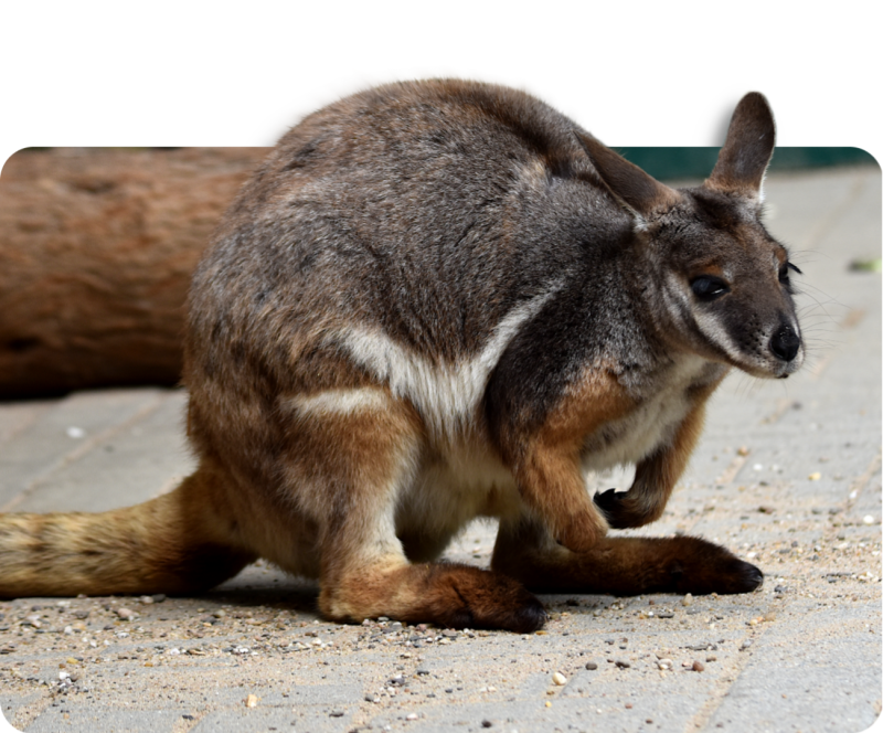 Ringelschwanz-Felskänguru