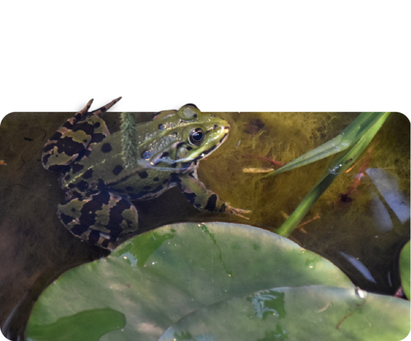 Teichfrosch