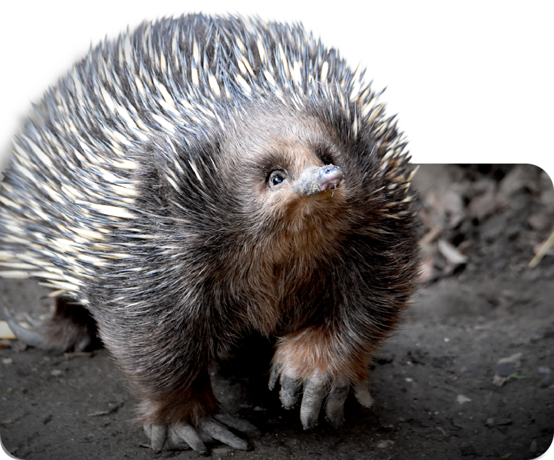 Kurzschnabeligel (kein Unterartenstatus)