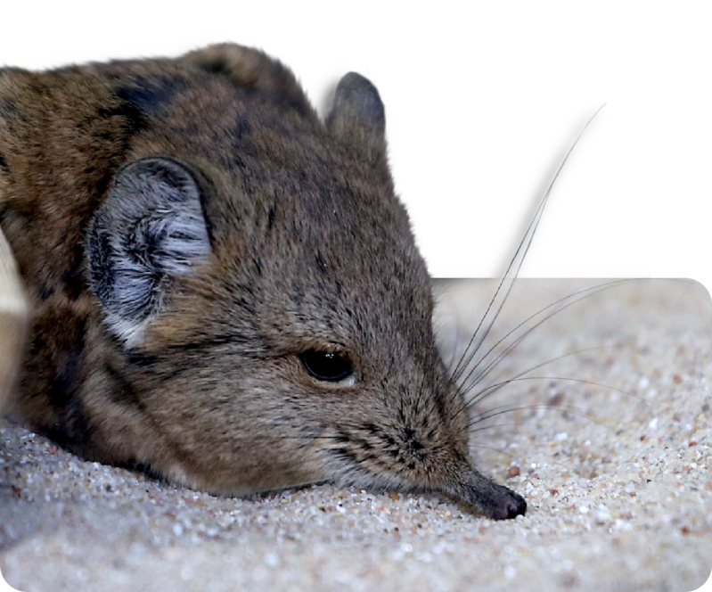 Kurzohr-Rüsselspringer