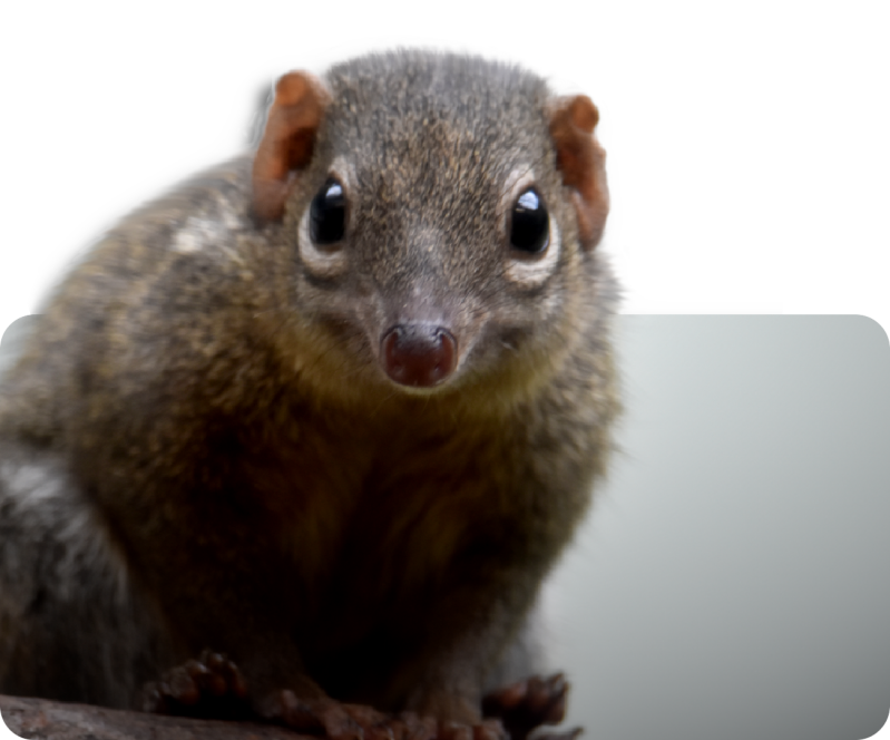 Nördliches Spitzhörnchen