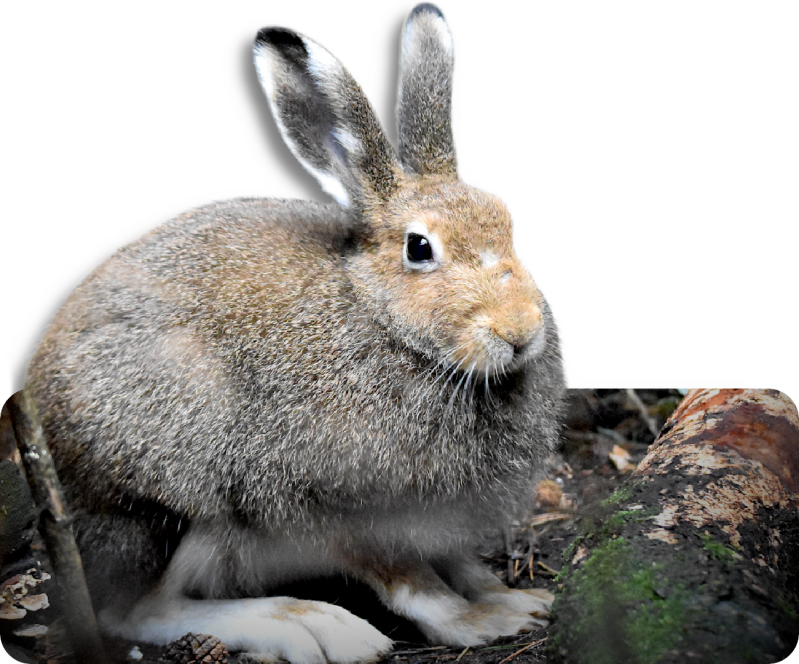 Schneehase (kein Unterartenstatus)
