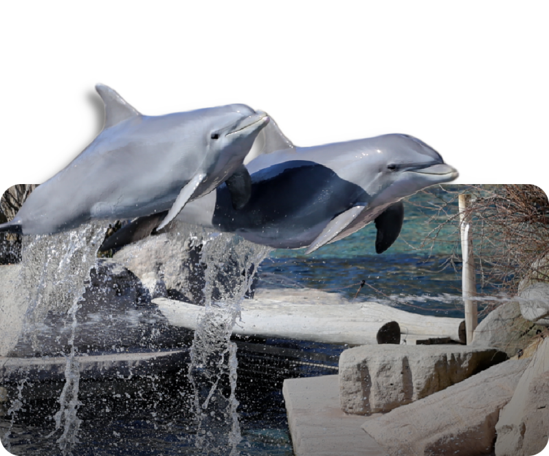 Atlantischer Großer Tümmler