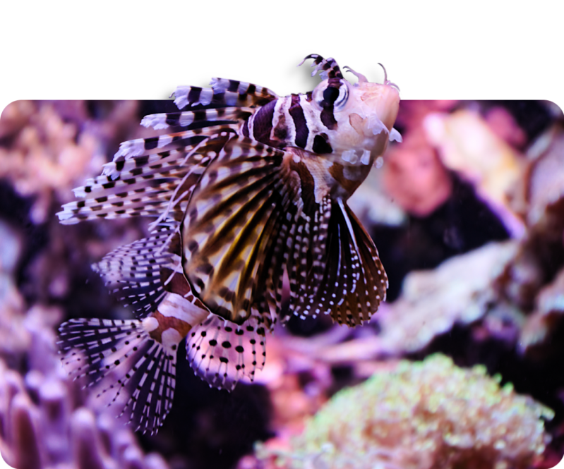 Zebra-Zwergfeuerfisch