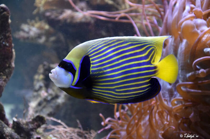 Imperator-Kaiserfisch