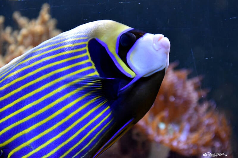 Imperator-Kaiserfisch | Tierpark Nymphaea, Esslingen | 03.12.2022