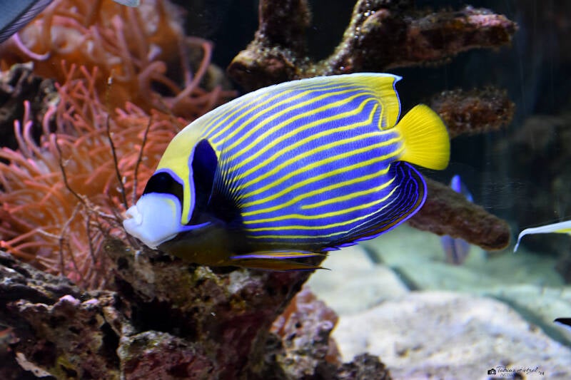 Imperator-Kaiserfisch | Tierpark Nymphaea, Esslingen | 03.12.2022