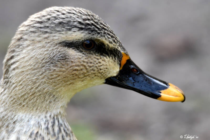 Indische Fleckschnabelente | Kölner Zoo | 03.12.2023