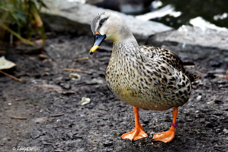 Indische Fleckschnabelente | Kölner Zoo | 03.12.2023