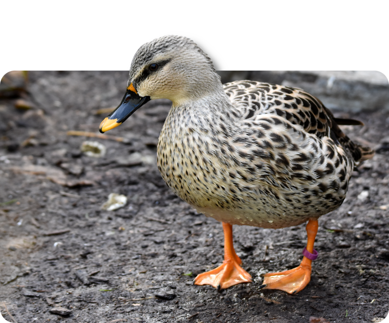 Indische Fleckschnabelente