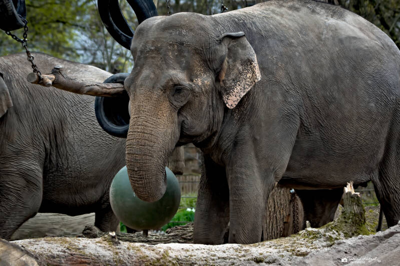 Indischer Elefant | Zoologischer Stadtgarten Karlsruhe | 03.04.2026