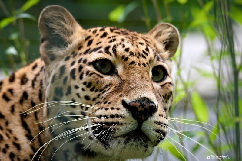 Indischer Leopard | Zoo Wuppertal | 16.06.2024