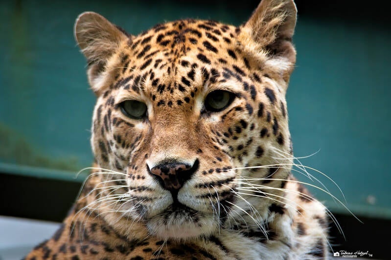 Indischer Leopard | Zoo Wuppertal | 16.06.2024