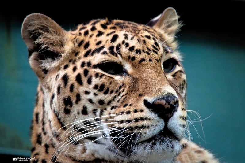 Indischer Leopard | Zoo Wuppertal | 16.06.2024