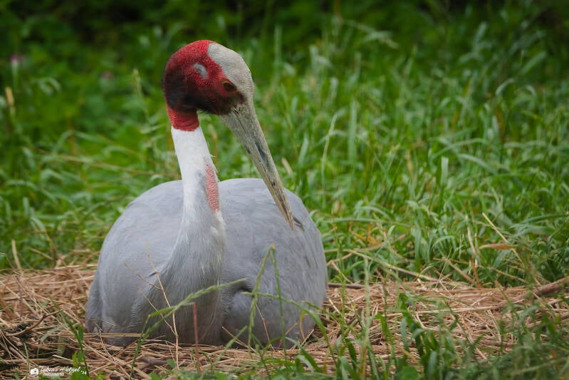 Indischer Saruskranich | Zoo Neuwied | 17.06.2024