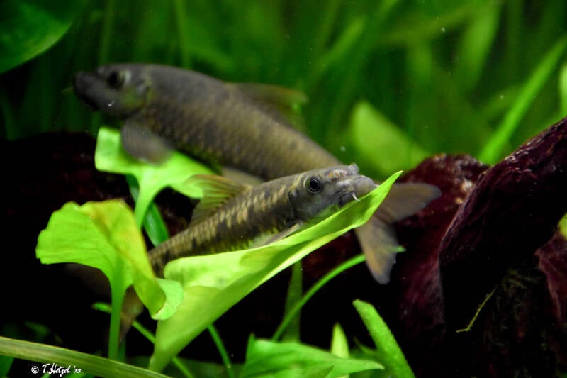 Indischer Algenfresser | Staatliches Museum für Naturkunde Karlsruhe | 09.03.2023