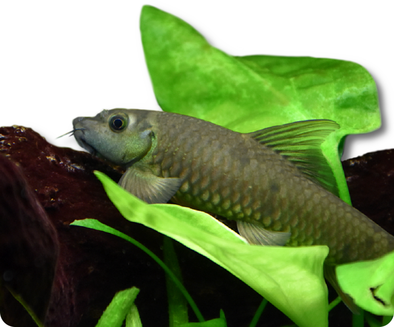 Indischer Algenfresser