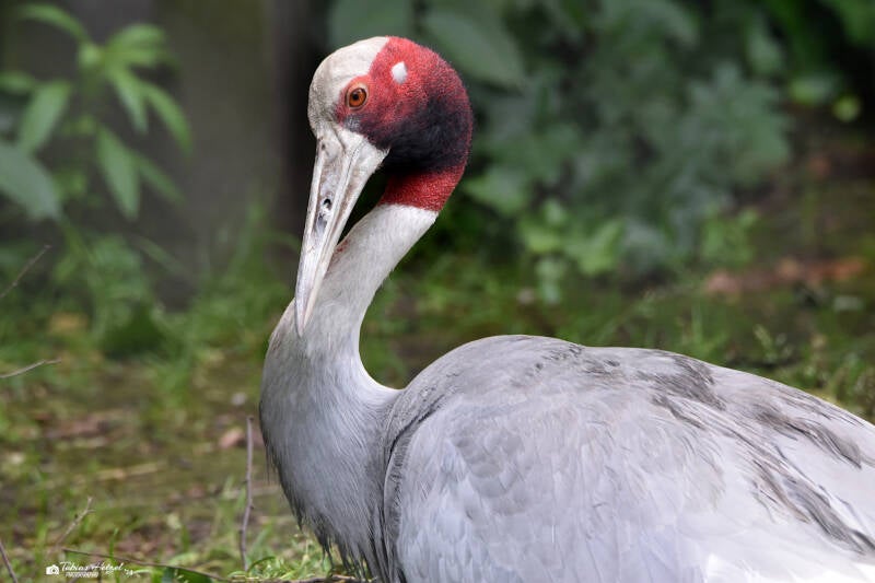 Indischer Saruskranich | Zie-Zoo Volkel | 05.07.2021