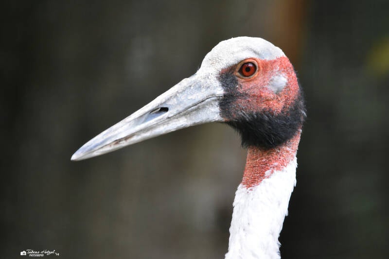 Indischer Saruskranich | Vivarium Darmstadt | 25.10.2022