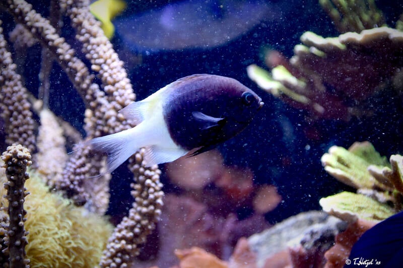 Indischer Trauermantel