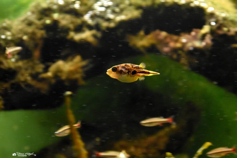 Indischer Zwergkugelfisch | Zoo Frankfurt | 09.03.2024