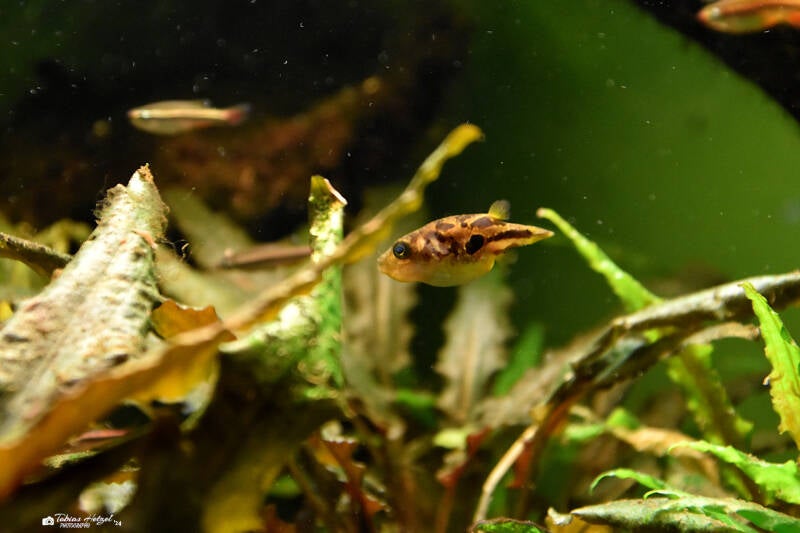 Indischer Zwergkugelfisch | Zoo Frankfurt | 09.03.2024