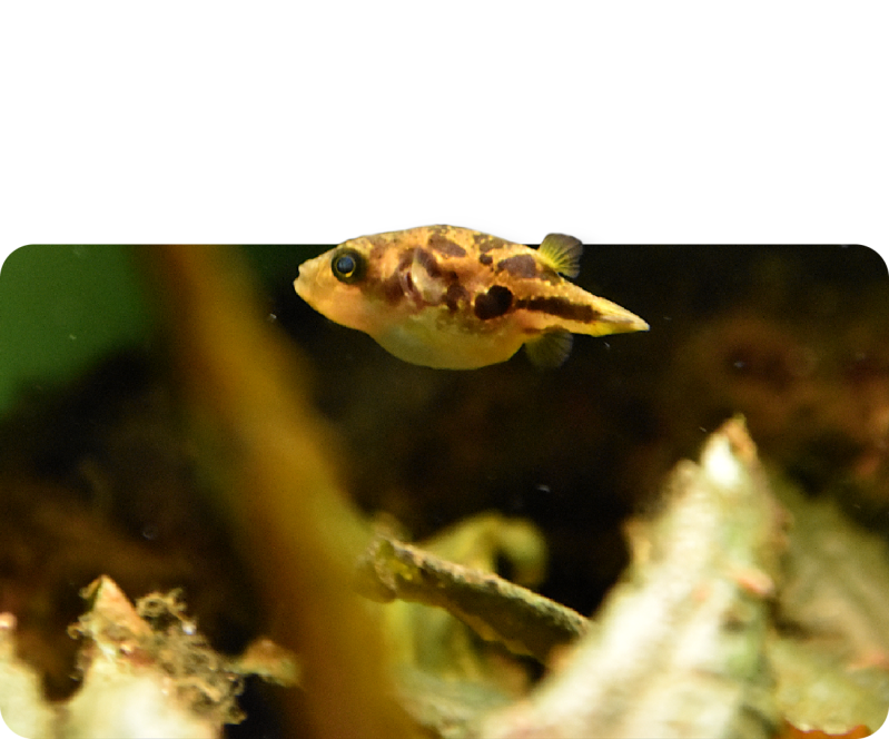 Indischer Zwergkugelfisch