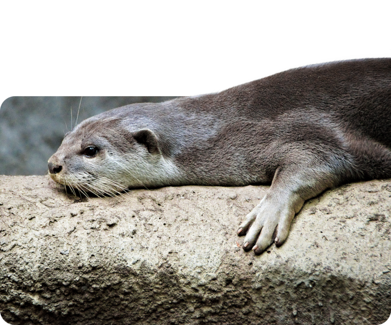 Indochinesischer Glattotter