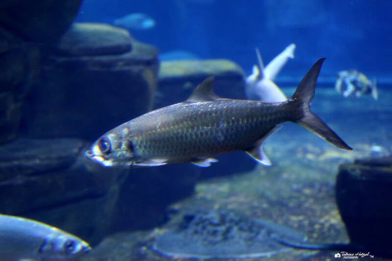 Indopazifischer Tarpun | Zoo Berlin | 26.05.2018