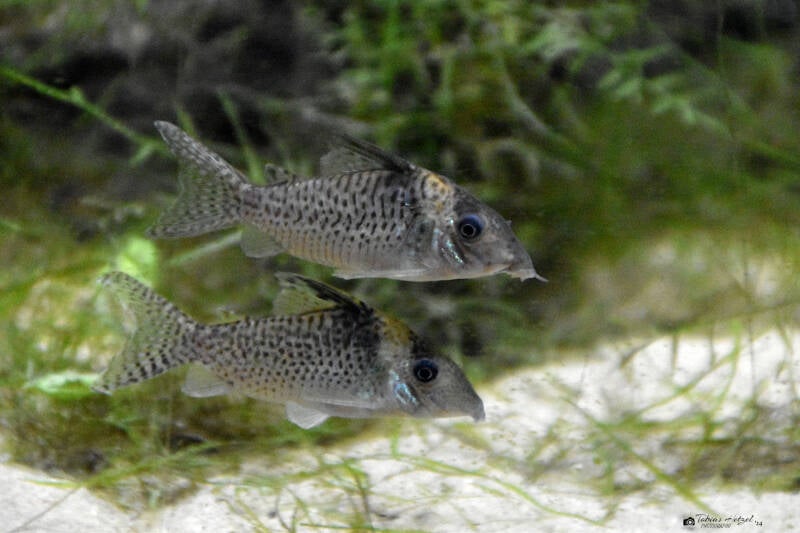 Inirida-Panzerwels | Vivarium Darmstadt | 28.11.2021