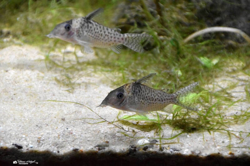 Inirida-Panzerwels | Vivarium Darmstadt | 28.11.2021