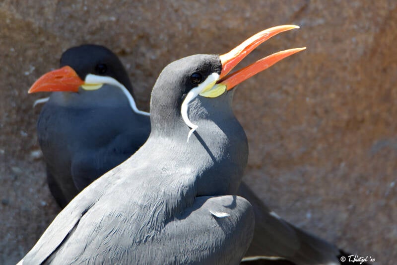 Inkaseesschwalbe | Zoo Heidelberg | 22.06.2020