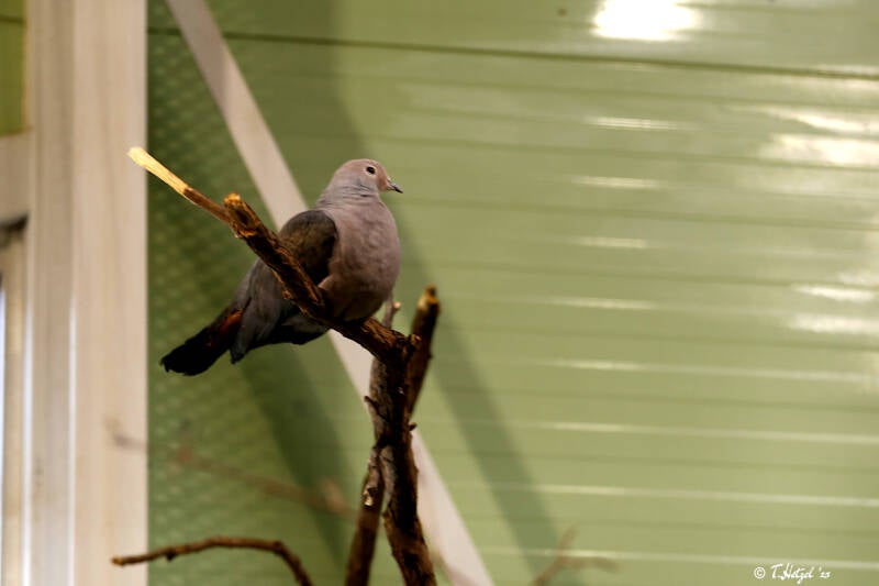 Sundafruchttaube | Zoo Duisburg | 23.01.2018