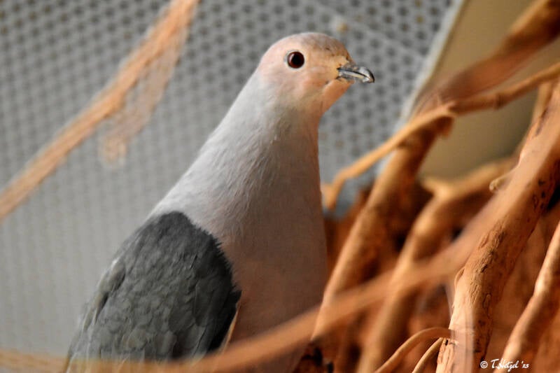 Sundafruchttaube | Zoo Duisburg | 06.06.2022